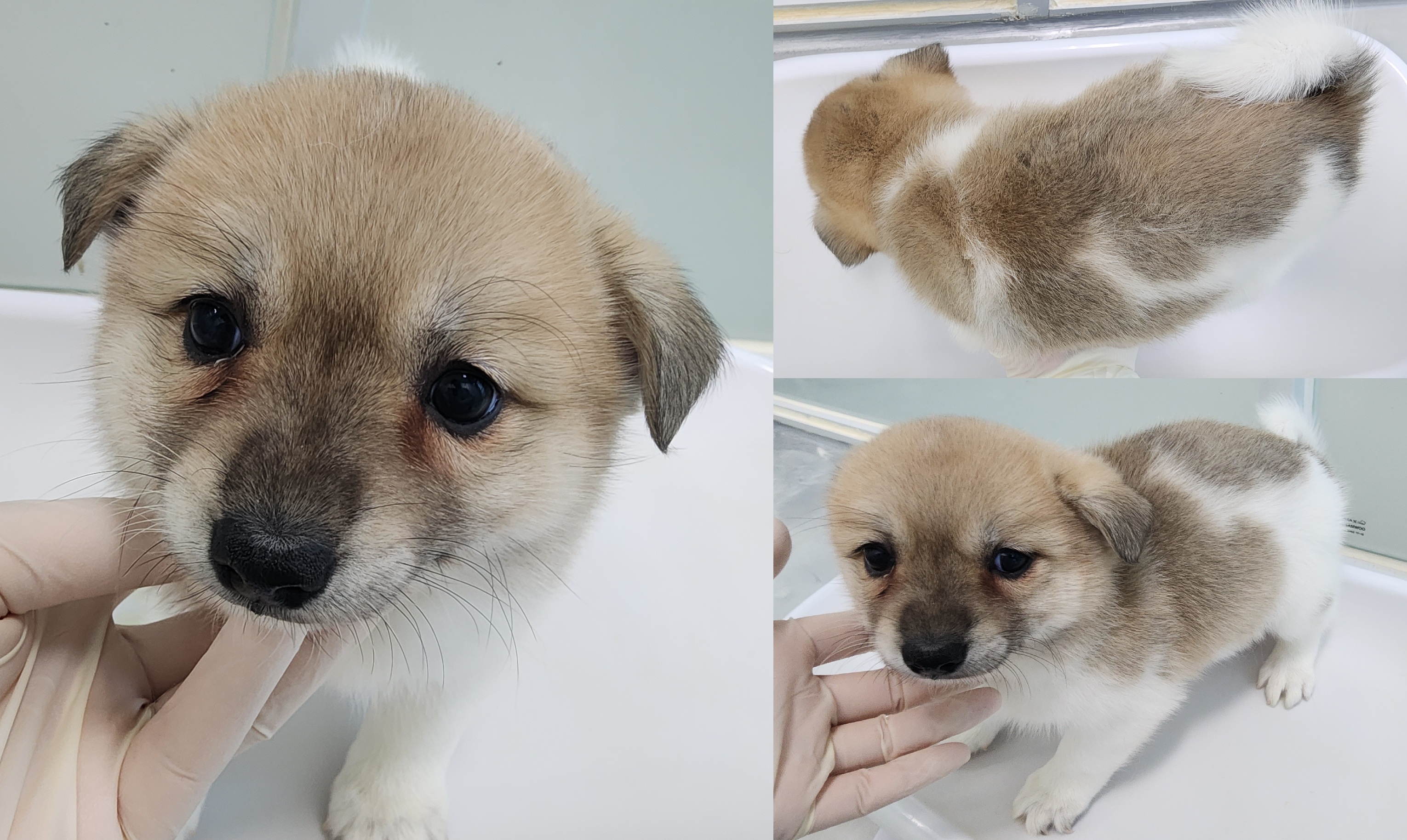 서산시 동물보호센터_444453202500658