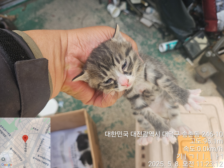 대전동물보호센터_430368202500145