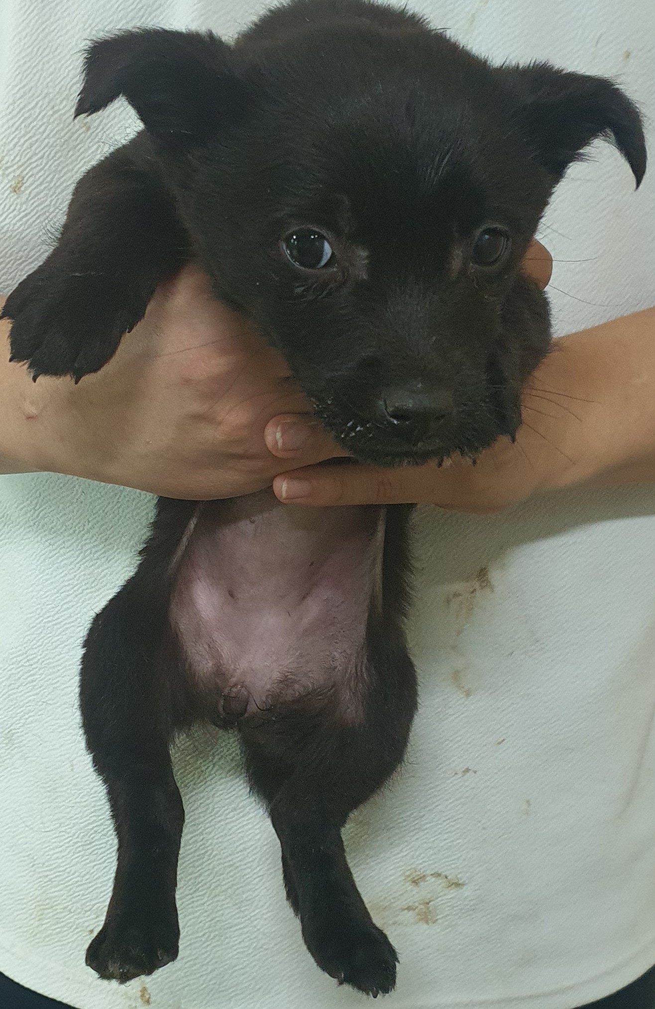 인천광역시수의사회_428351202500251