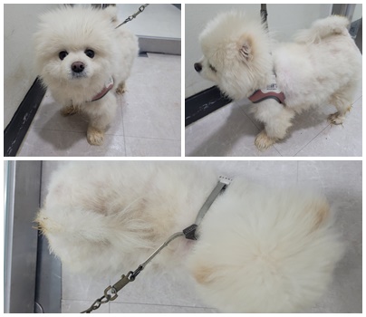 논산시 동물보호센터_444454202500628