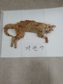 논산시 동물보호센터_444454202500613