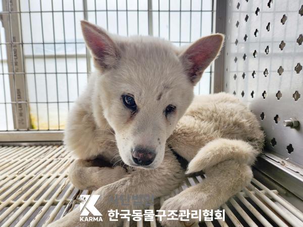 한국동물구조관리협회_441409202500689