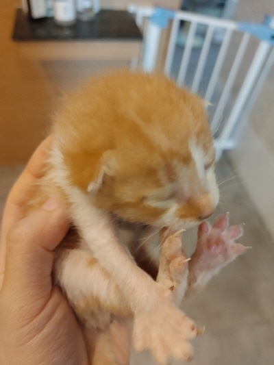 사단법인 동부_426340202500308