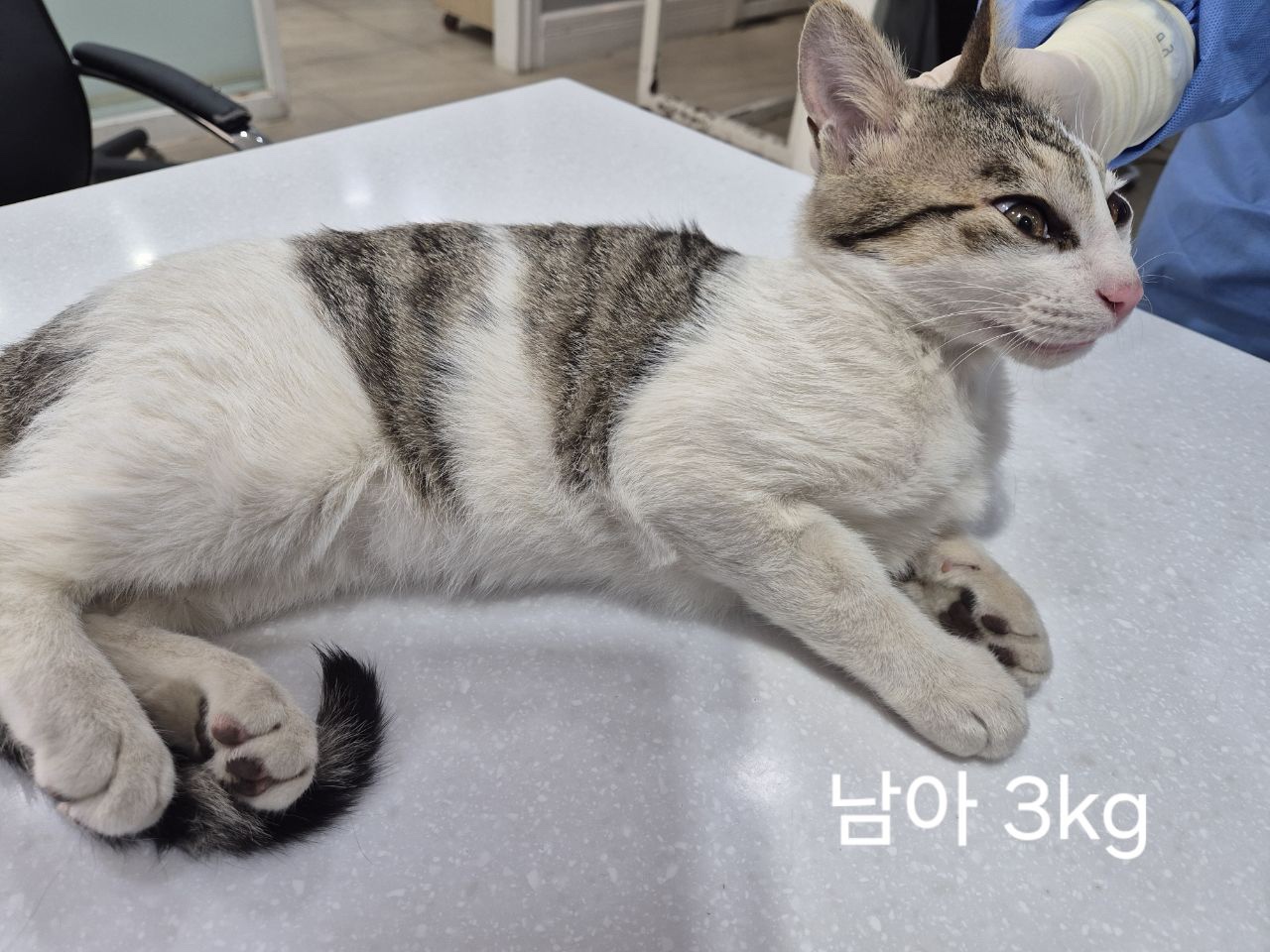 옥천동물병원_443443202500423