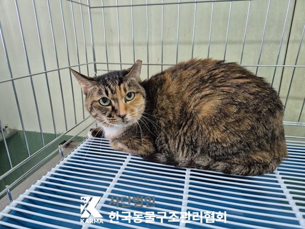보호중 한국 고양이…