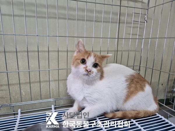 한국동물구조관리협회_411317202500177