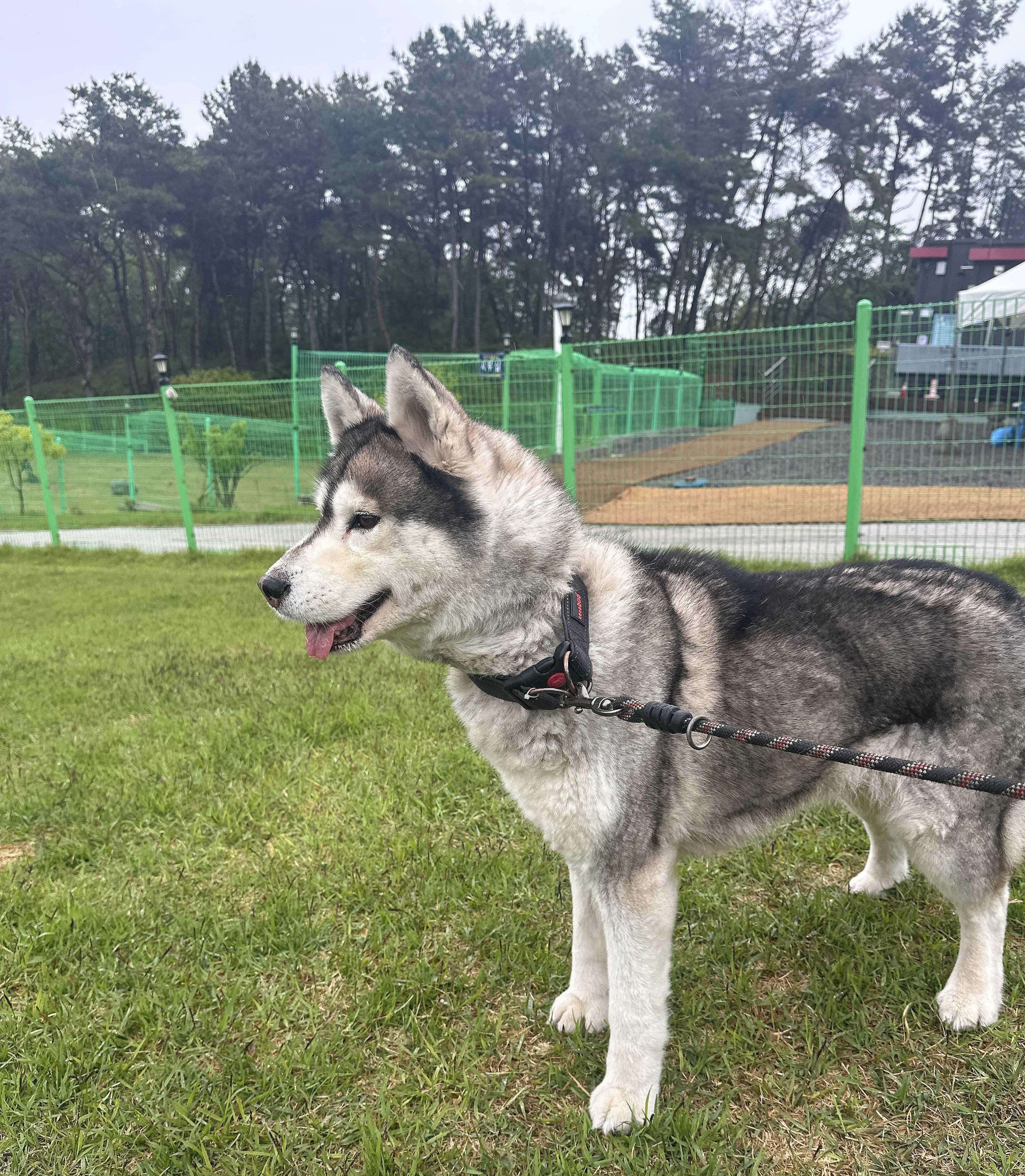 군산유기동물보호센터_445467202500752