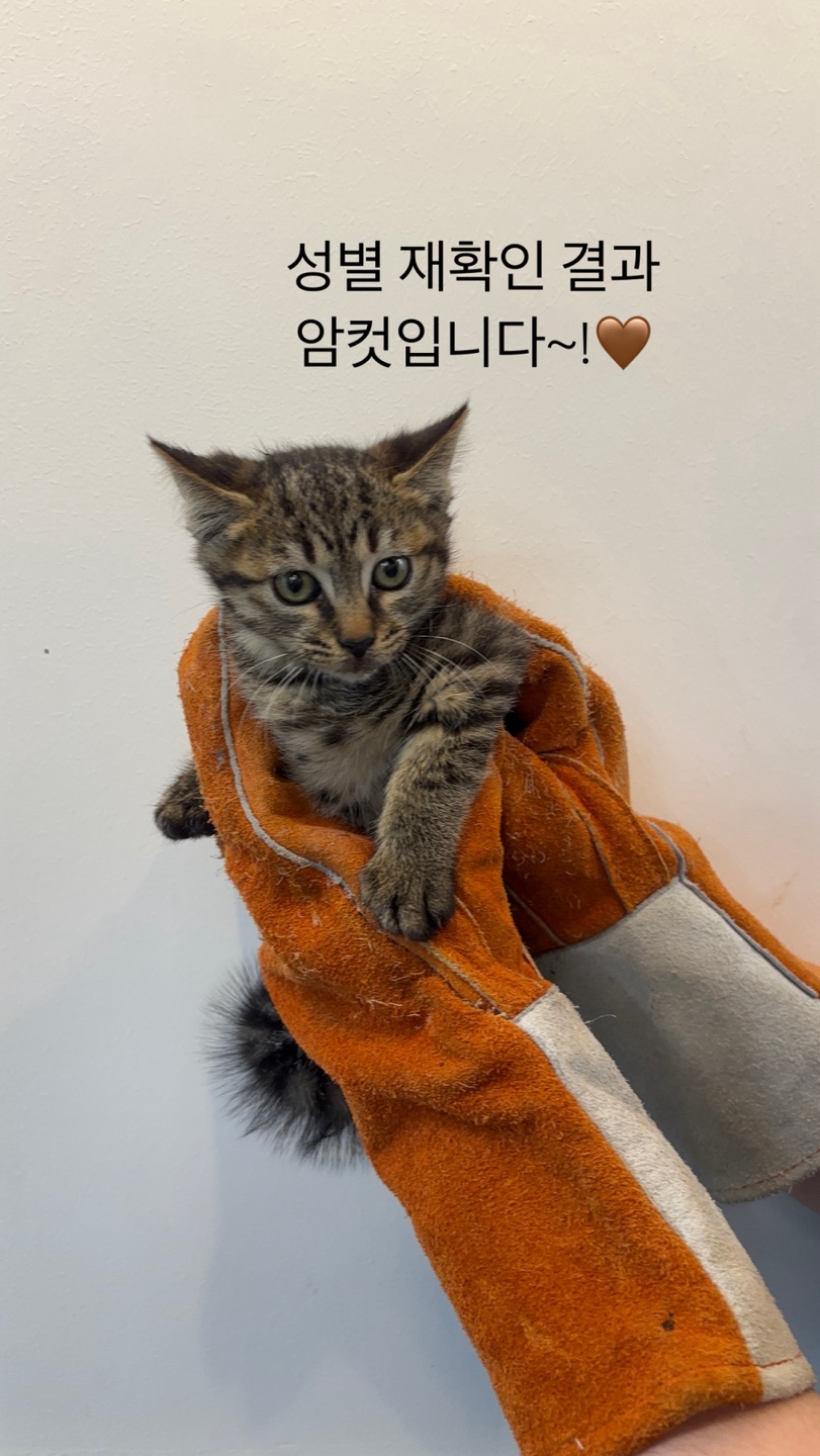 [고양이] 한국 고양이 대구-수성-2025-00176 유기동물 배경 이미지 입니다.