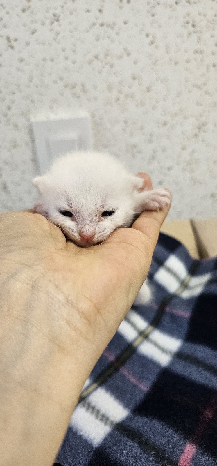 보호중 한국 고양이…