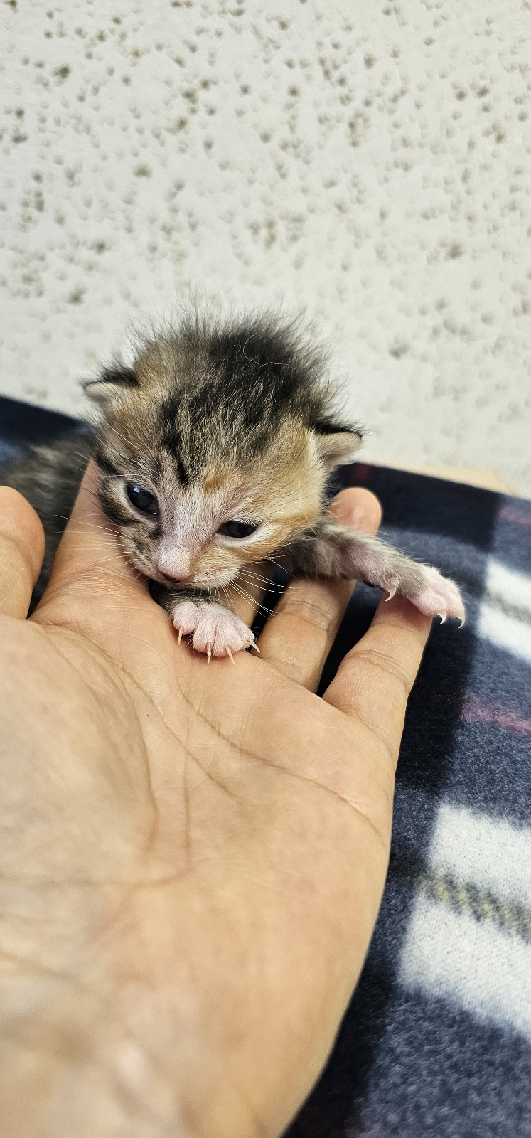 강릉시 동물사랑센터_442420202500174