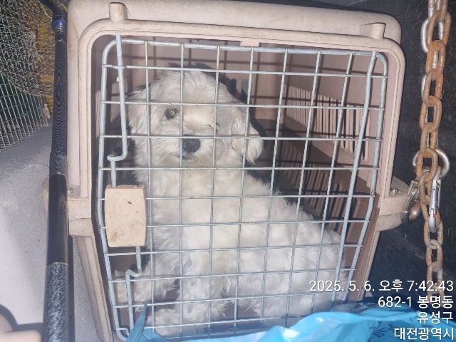 대전동물보호센터_430364202500102