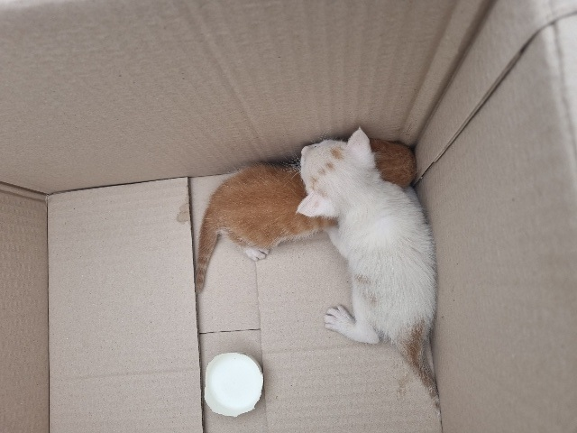 대전동물보호센터_430364202500101