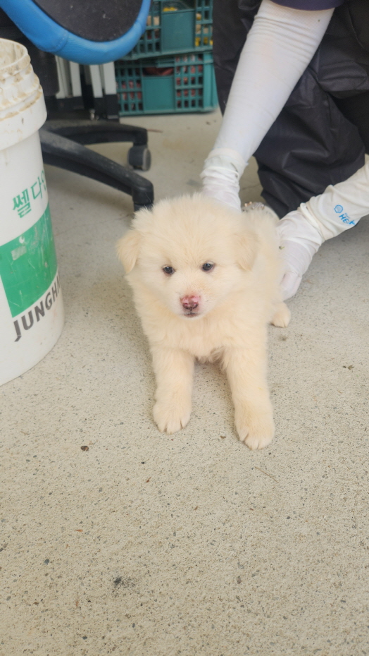 익산유기동물보호소_445468202501390