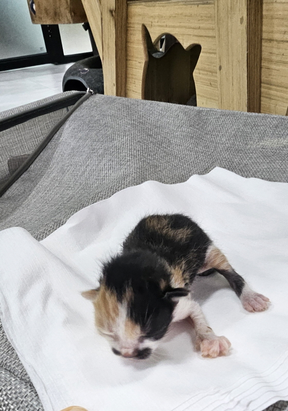 익산유기동물보호소_445468202501387