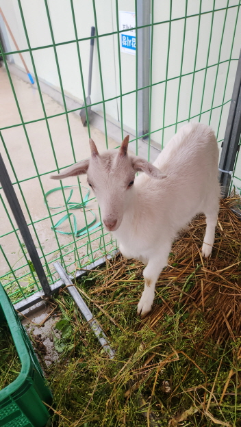 익산유기동물보호소_445468202501395