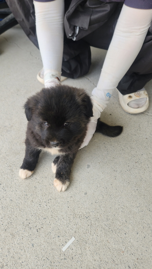익산유기동물보호소_445468202501391