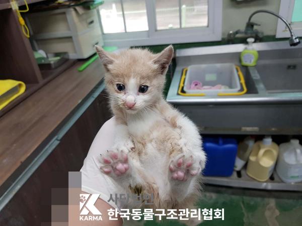 한국동물구조관리협회_411317202500184
