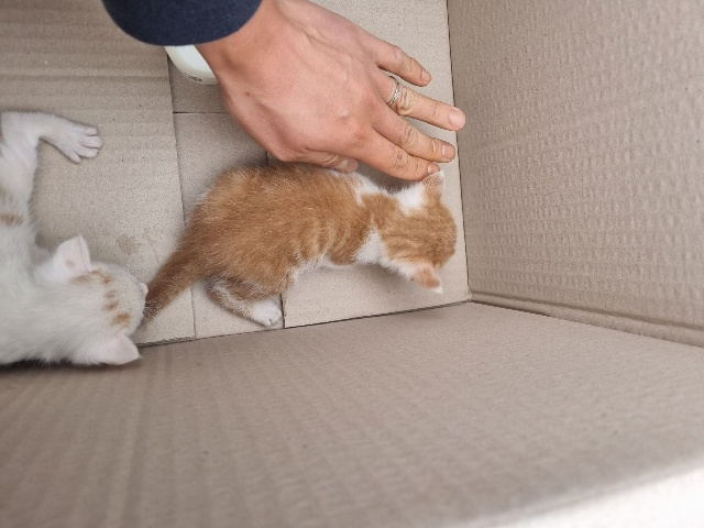 대전동물보호센터_430364202500100