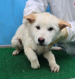 제주 동물보호센터_450650202501098