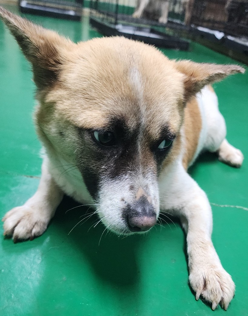 공주시 동물보호센터_444450202500347