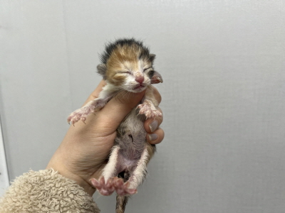 (사)동부동물보호협회_426330202500057