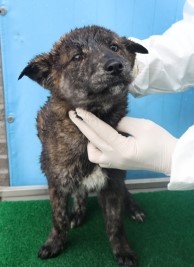 제주 동물보호센터_450650202501095