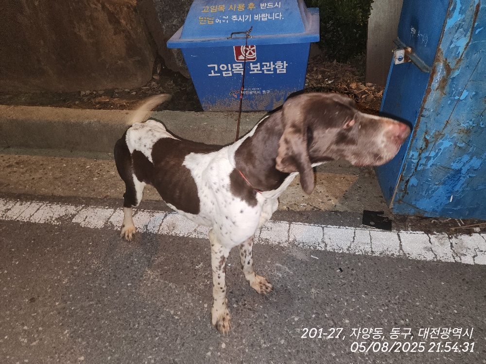 대전동물보호센터_430364202500103