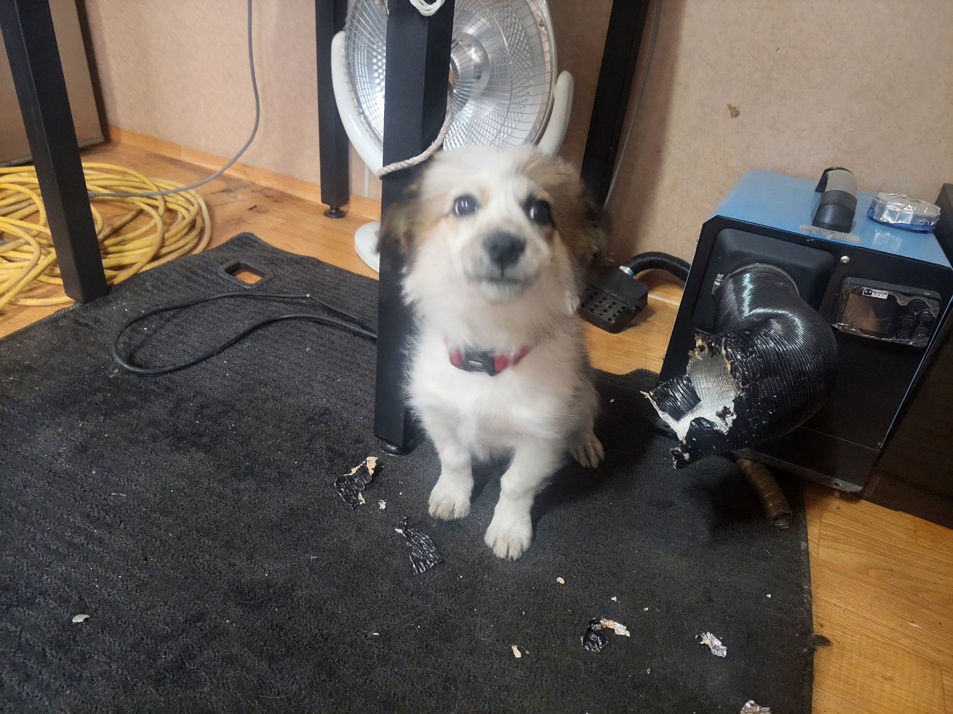고양시동물보호센터_441394202500912