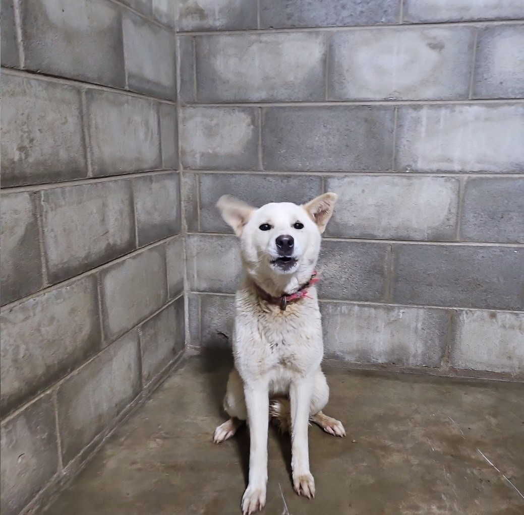 군산유기동물보호센터_445467202500770