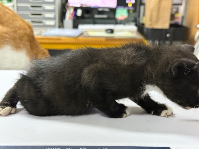 광주동물보호센터_429360202500226