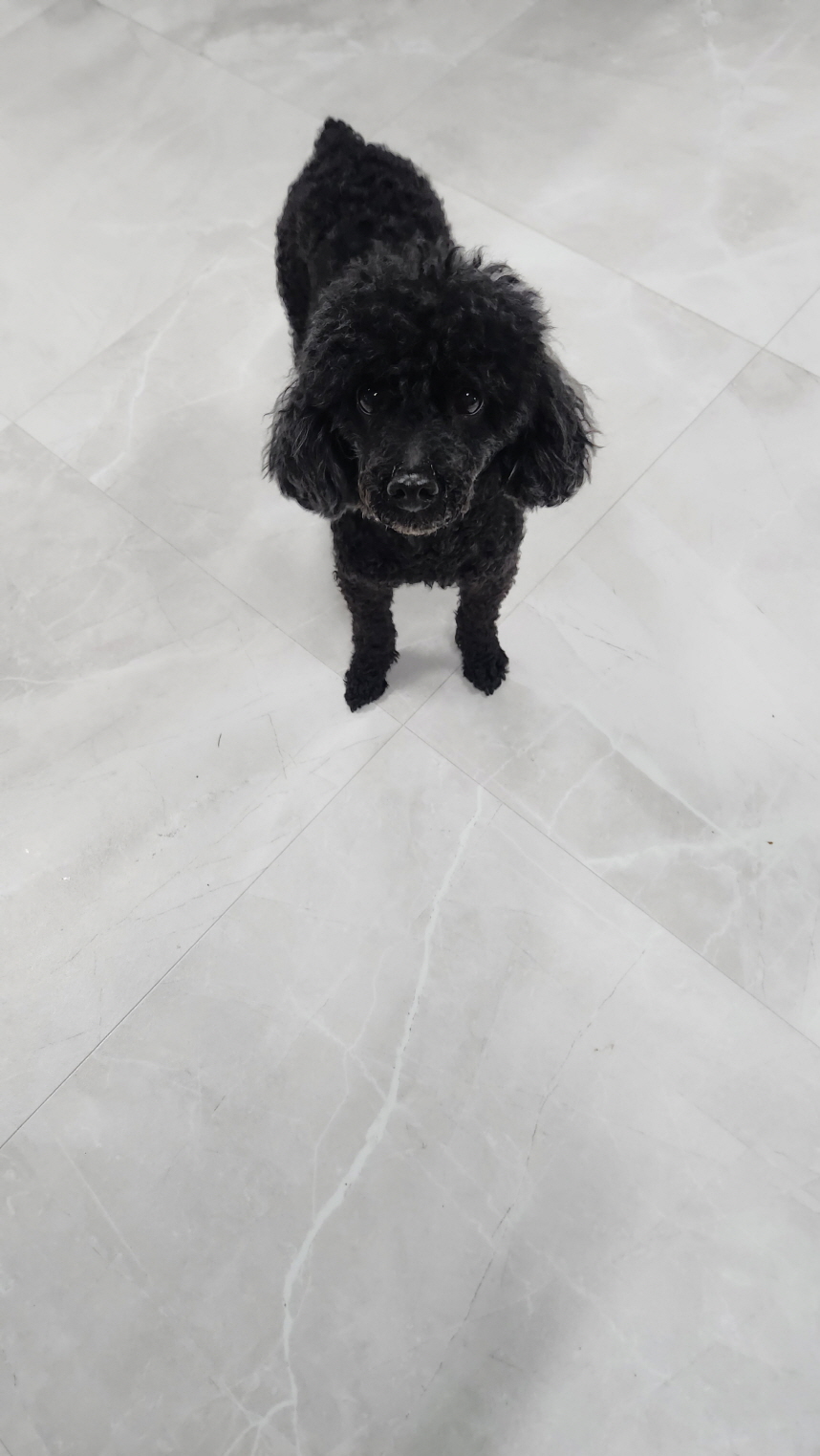 익산유기동물보호소_445468202501405