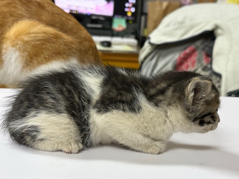 광주동물보호센터_429360202500225