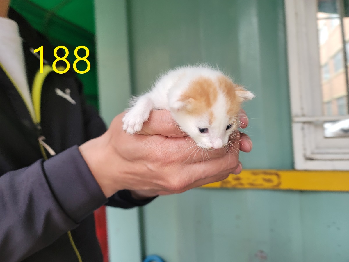 신영재동물병원_428355202500275