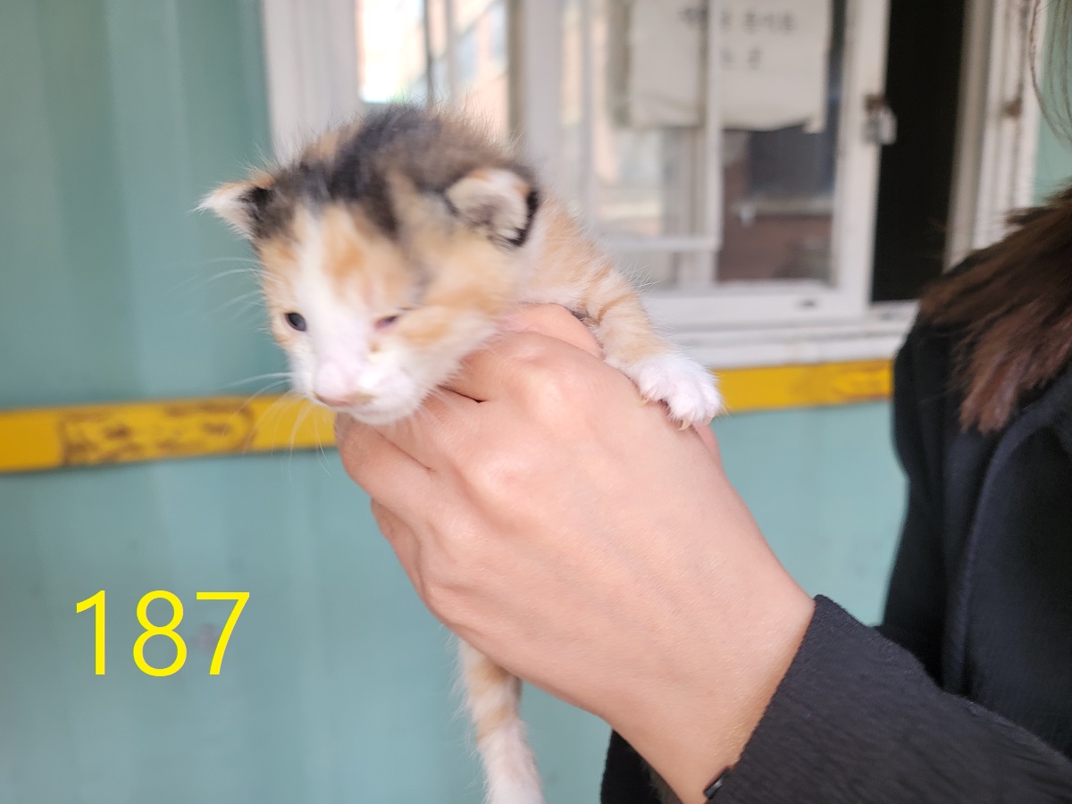 신영재동물병원_428355202500274