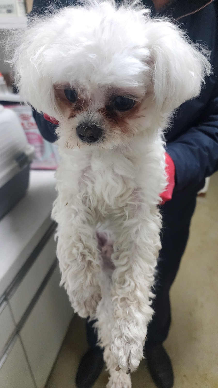 종료(기증) 말티즈…