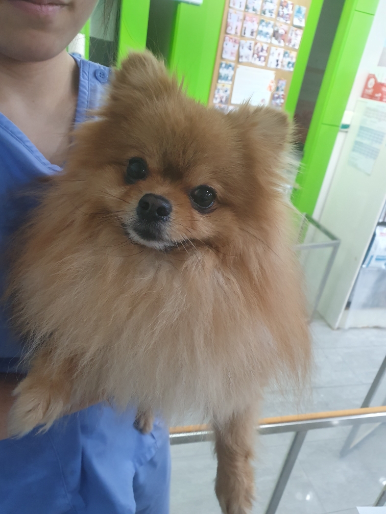 경기 성남 상대원동에서  포메라니안 발견 보호