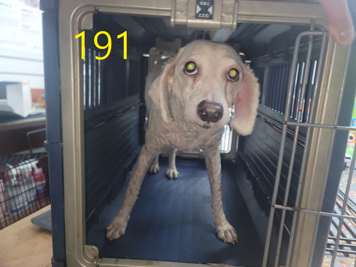 신영재동물병원_428355202500278