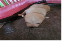 (사)동물보호관리협회_448535202500827
