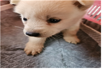 (사)동물보호관리협회_448535202500434