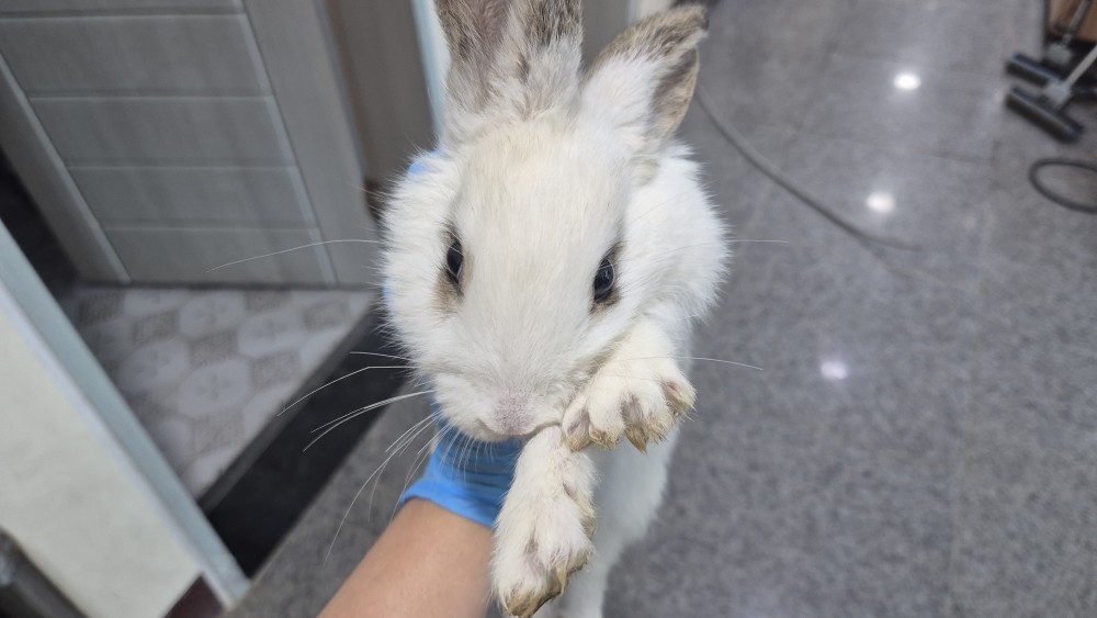 광주동물보호센터_429360202500233