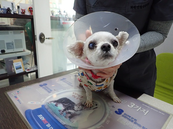 화원연합동물병원_427348202500519