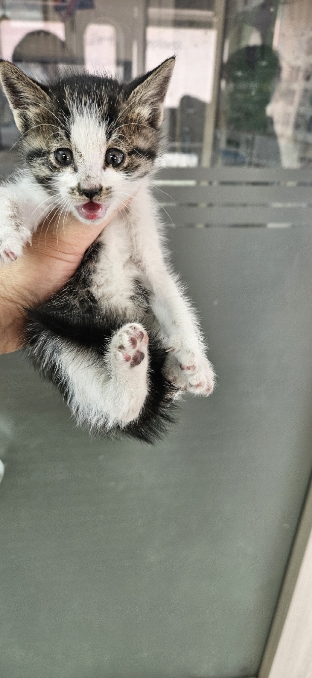 보호중 한국 고양이…