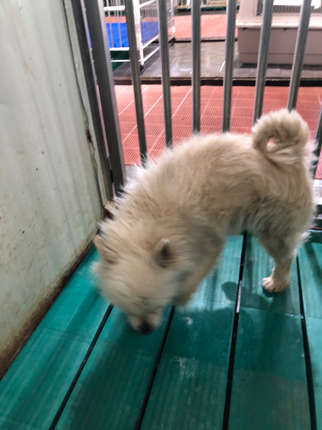 디디동물병원_428357202500597