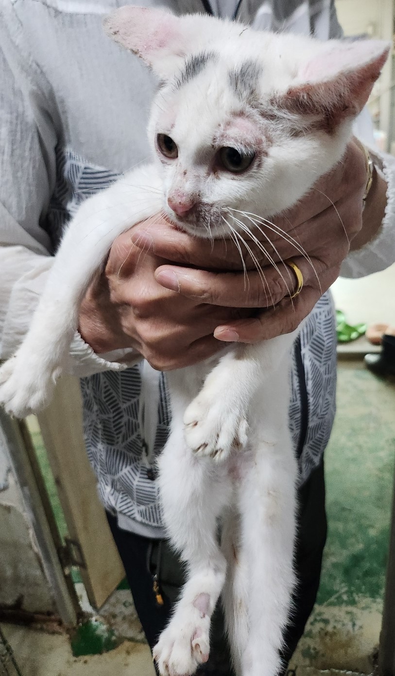 인천광역시수의사회_428351202500256