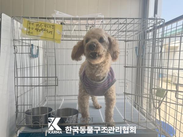 종료(반환) 푸들의…