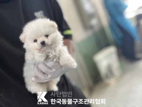 한국동물구조관리협회_441409202500696