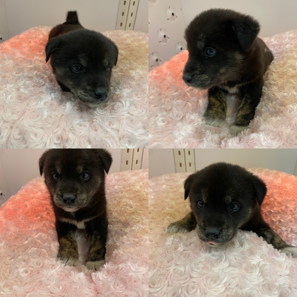 구미시 동물보호센터_447508202500725