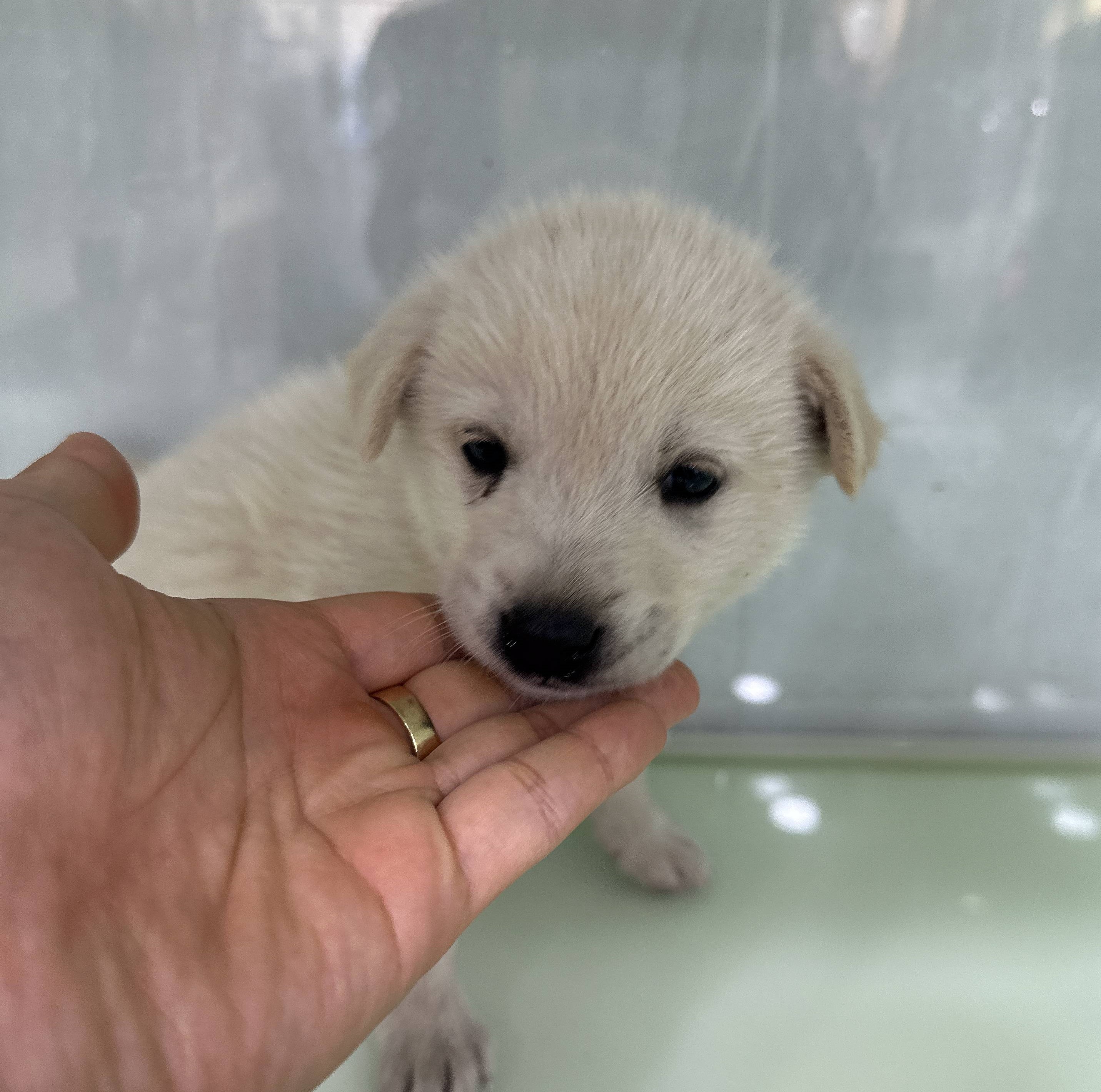 군산유기동물보호센터_445467202500782