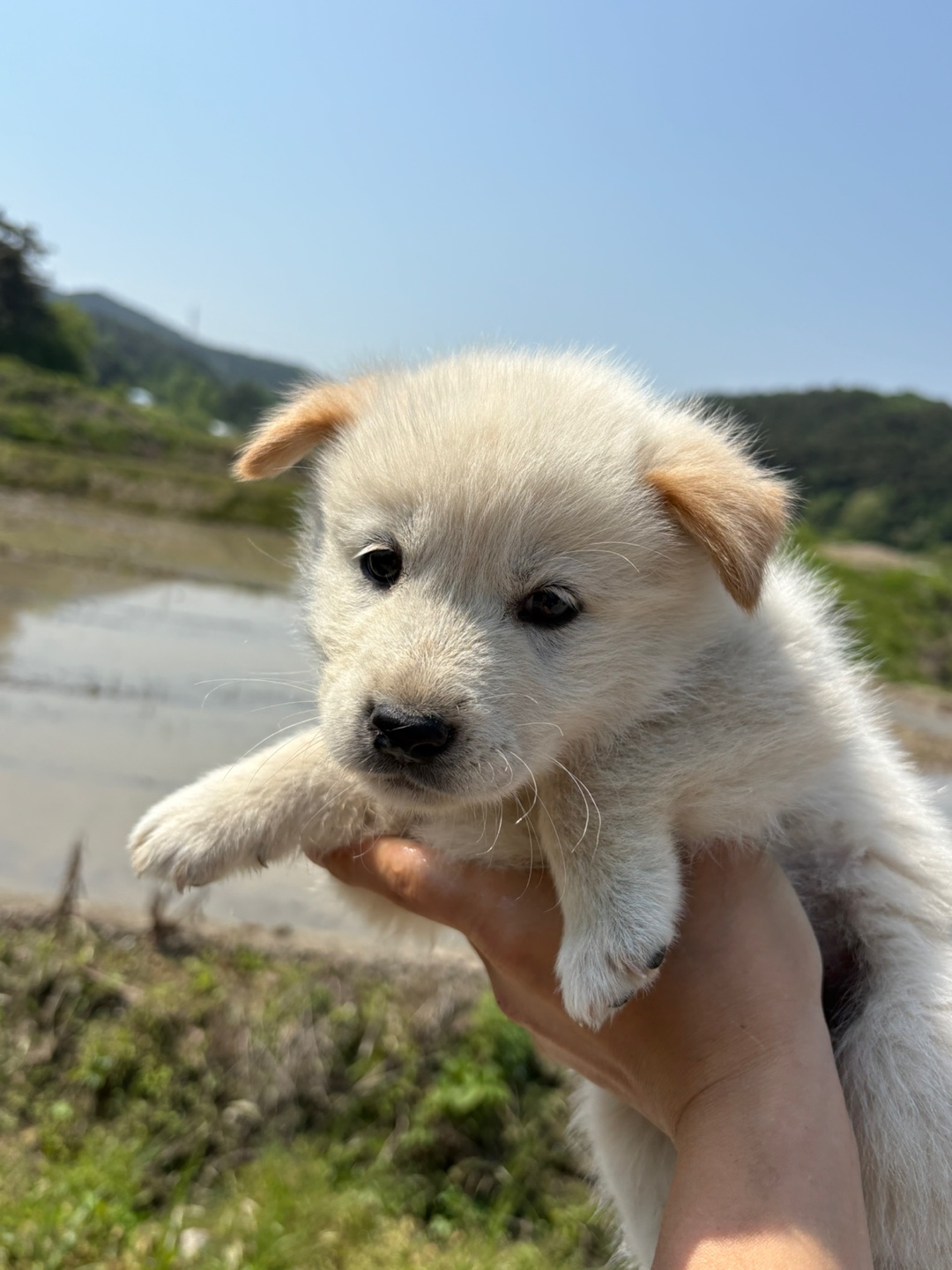 더나은동물병원_445478202500290