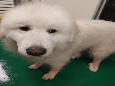 사단법인 동부_426340202500313